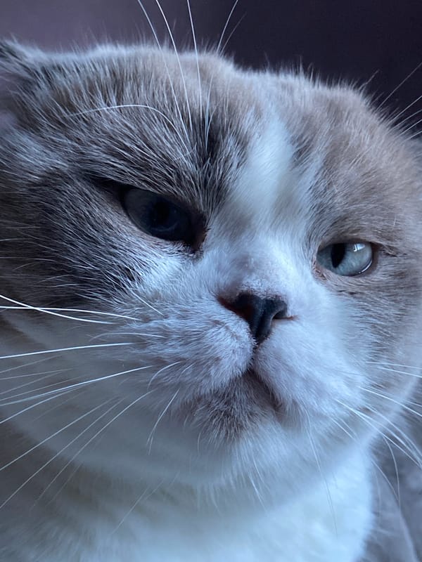 Cats, snacks, and lemon water on a quiet Novokuznetsk afternoon