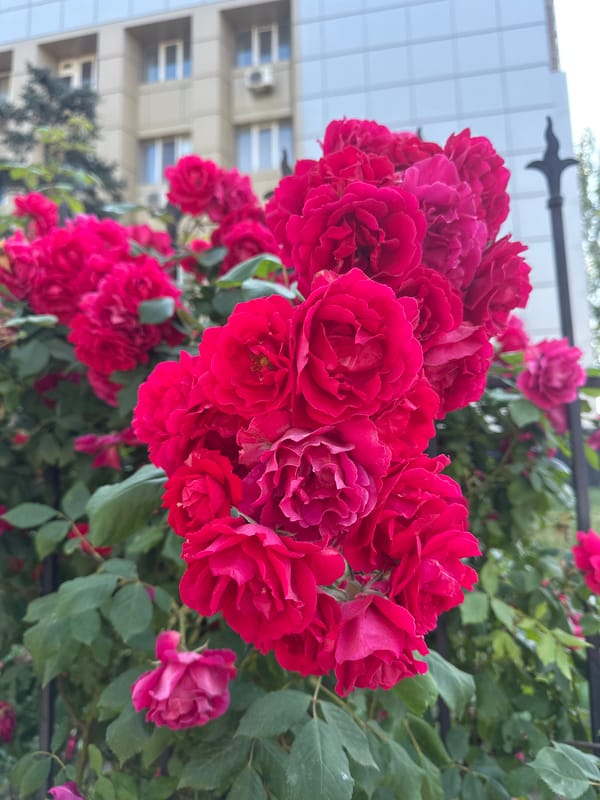 Morning urban scenes captured: flowers, streets, portraits, traffic