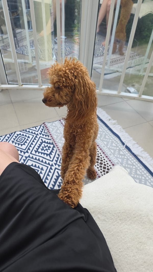 A poodle's afternoon in Ufa, with city views