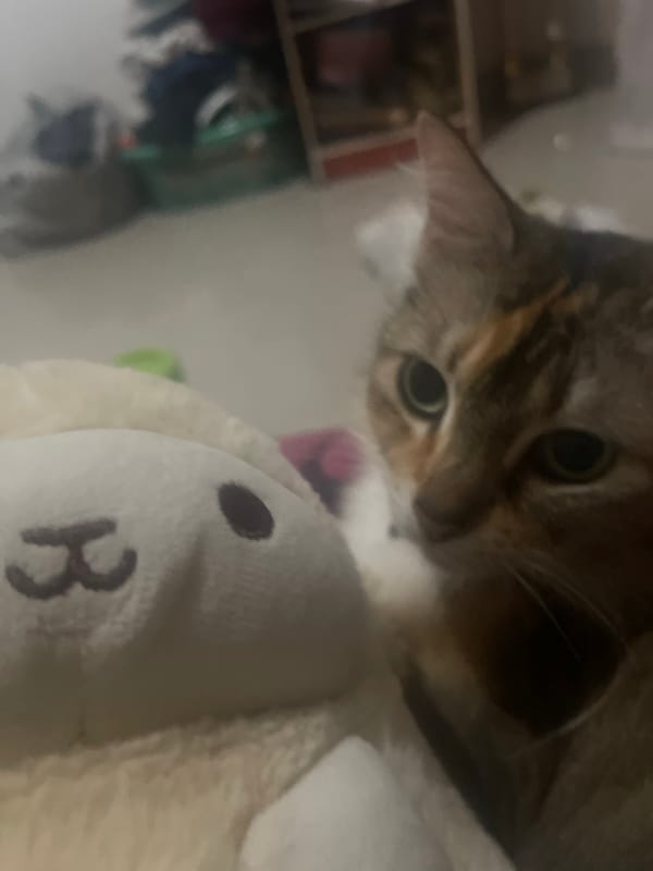 Cats at home: collared, curious, and very close-up