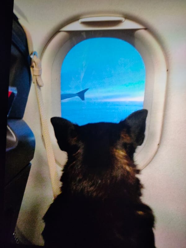 Travel snapshots, street scenes, and animals across one afternoon