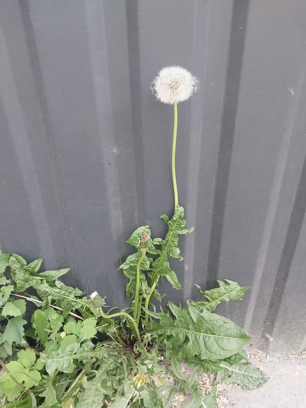 Spring flora documented across Dnipro amid urban recovery signs