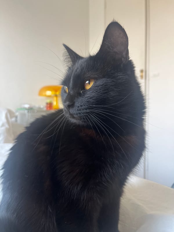 Buenos Aires resident documents black cat's daily routine indoors