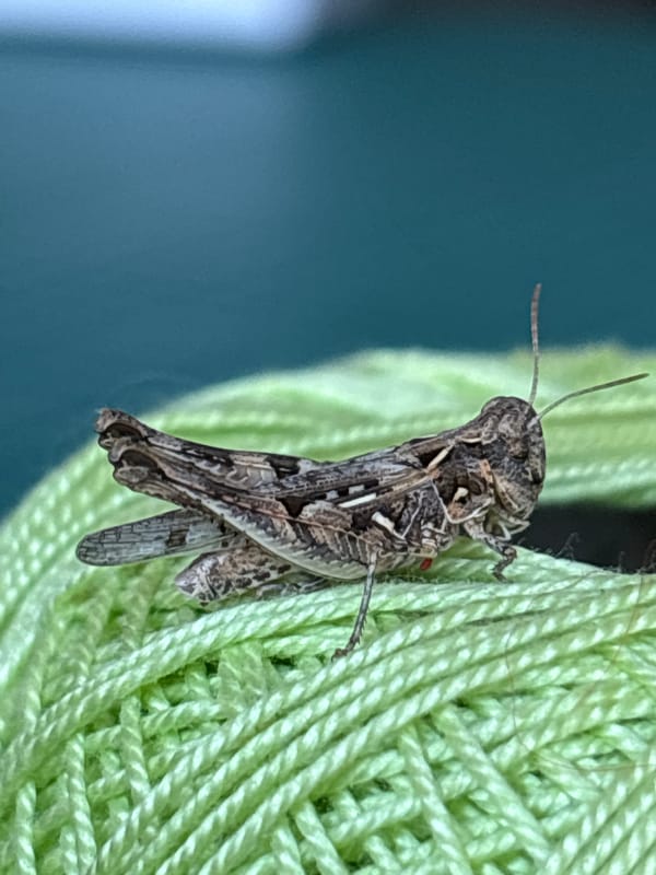 Insects at rest on green yarn, Coslada