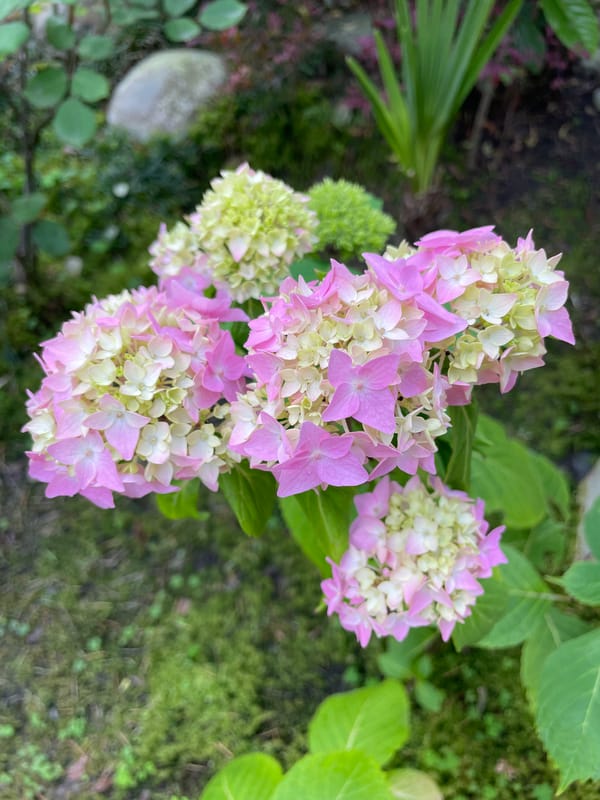 Garden flowers bloom in Sochi amid spring greenery