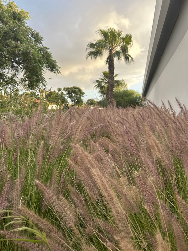 Spring wildflowers and grasses bloom in urban Casablanca