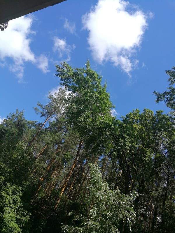 Sunny park setting: tree canopies, open sky, and lichen-covered stone