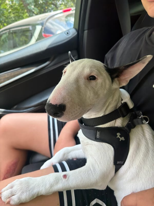 Bull Terrier riding shotgun in a Novosibirsk car