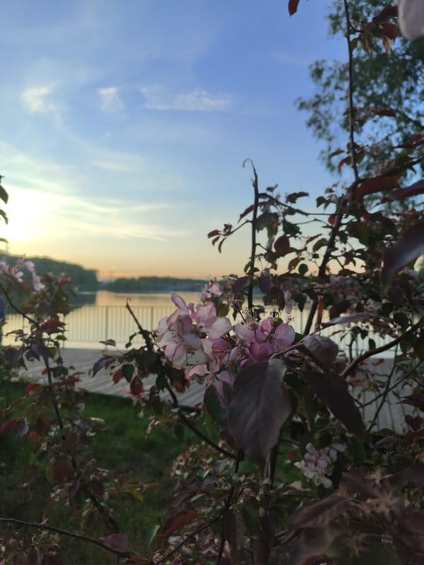 Spring scenes captured in unknown location during afternoon