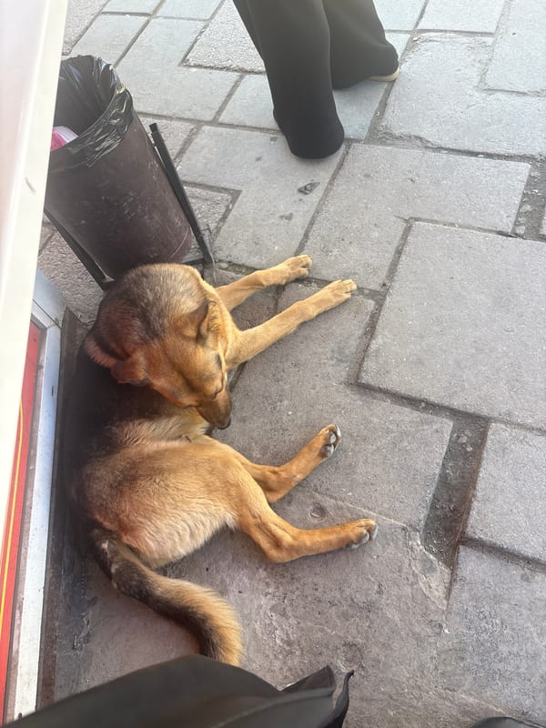 Dog rests on sidewalk near trash can in Simferopol