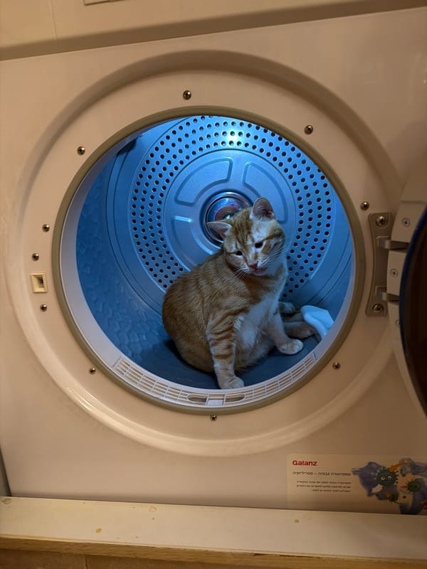 Cats captured in various domestic scenes across Bat Yam