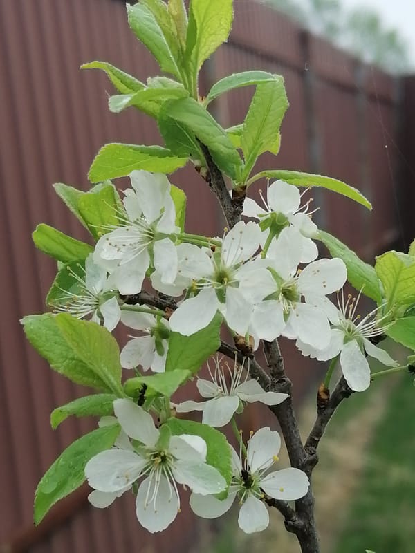 Spring garden documentation shows blooming flowers and seedling cultivation