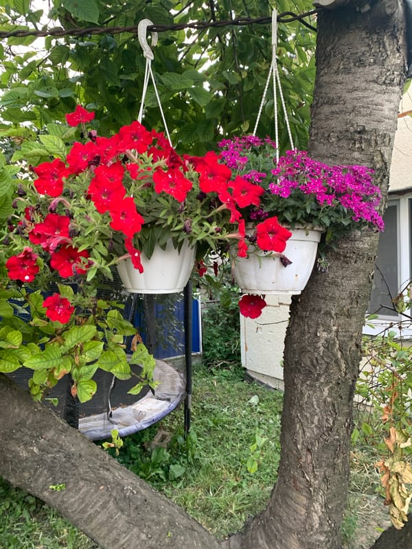 Roses, planters, and overgrown grass in a garden setting