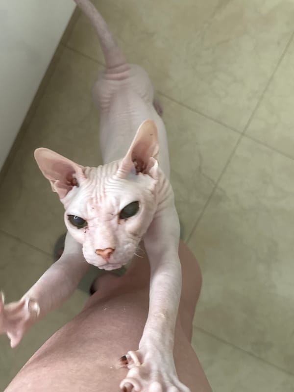 Sphynx cat's lazy afternoon in a Krasnoyarsk apartment