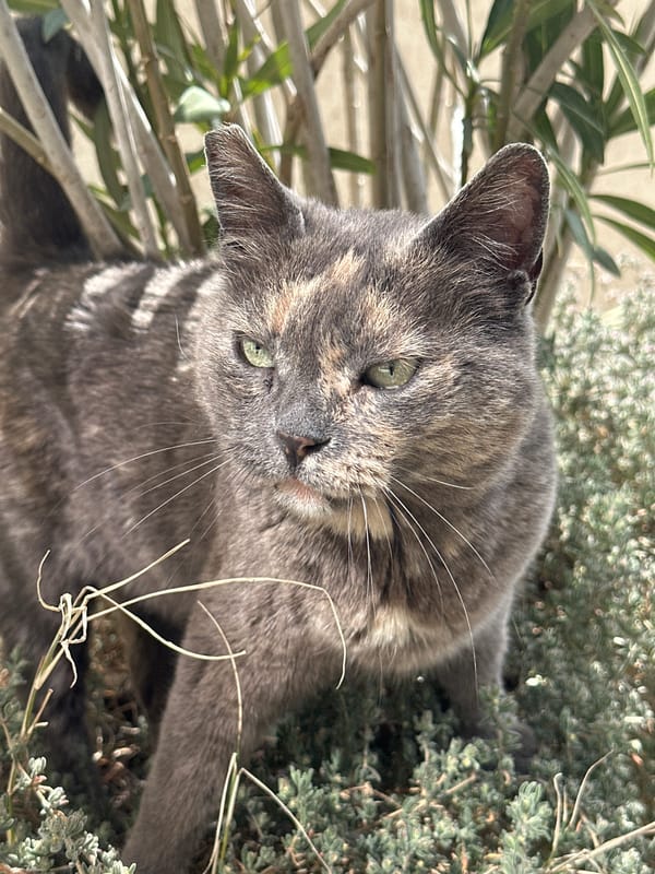 Morning moments captured in Budva: cats, headphones, house views