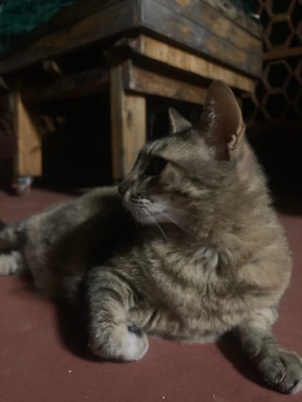Tabby cat, houseplants, and fabrics from a Sabadell home
