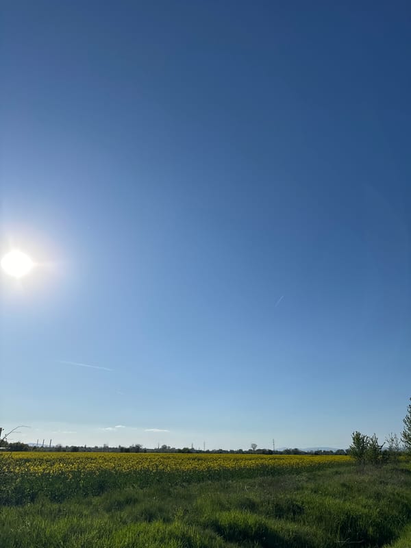 Spring field with yellow flowers captured in Sofia