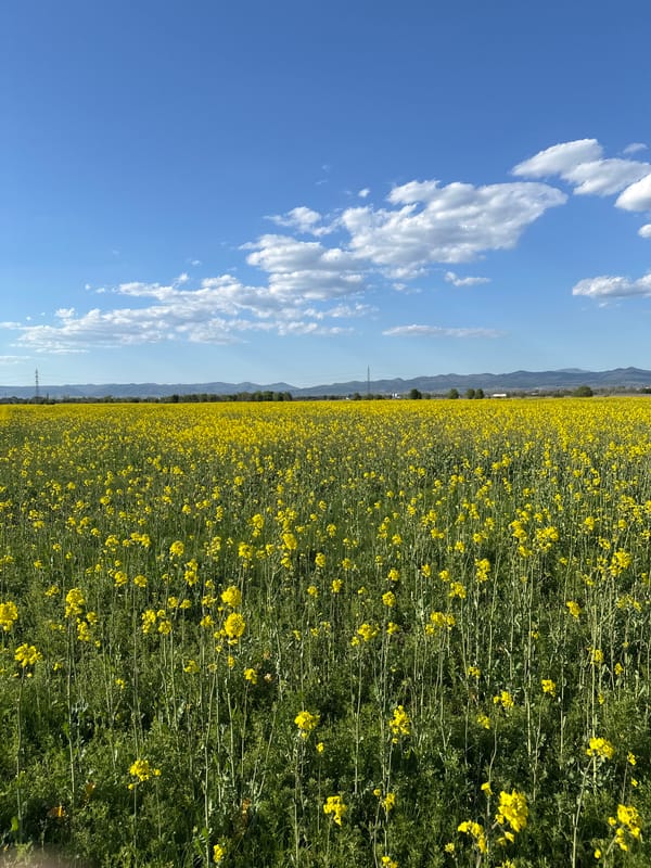 Rapeseed field blooms under spring skies near Sofia