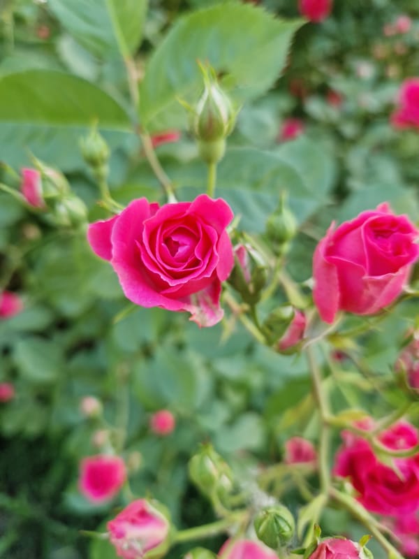 Early morning garden moments captured in Sofia dawn
