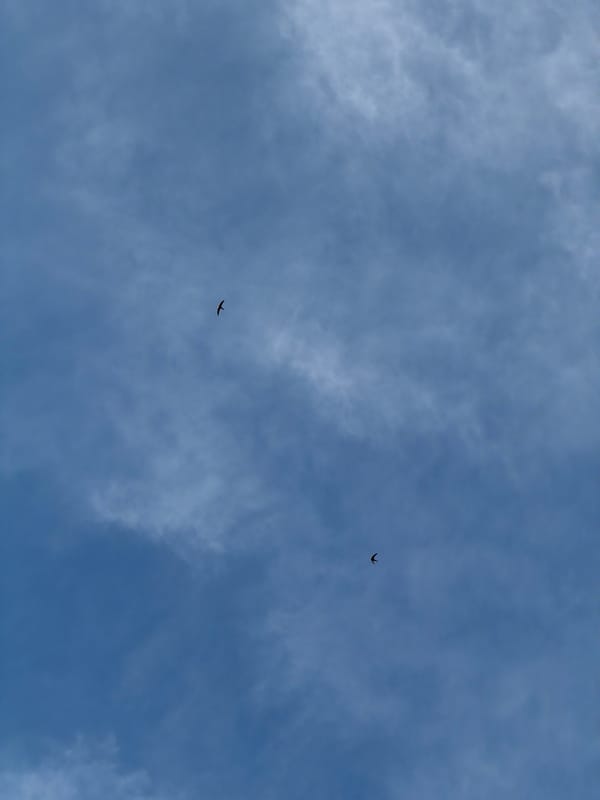 A quiet Lovech afternoon: garden life, sky-watching, and a tortoise