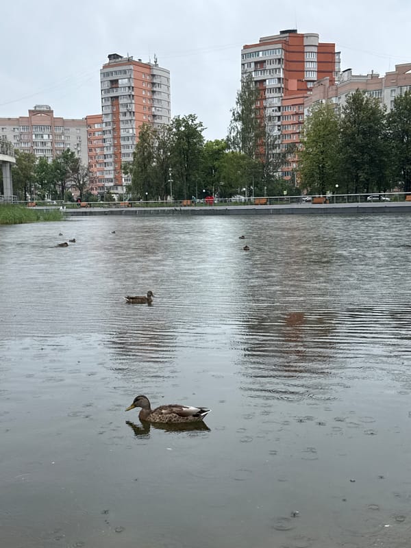 Rainy park day in Rusanovo with a kid and a stuffed cat