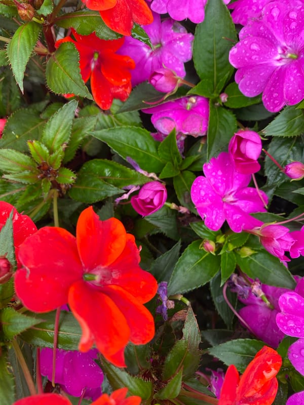 Morning garden scenes captured after rainfall in Đà Lạt