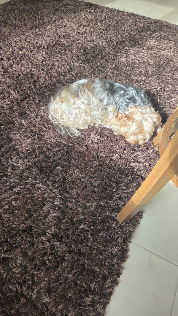 Yorkshire Terrier rests on rug in Bulgarian home