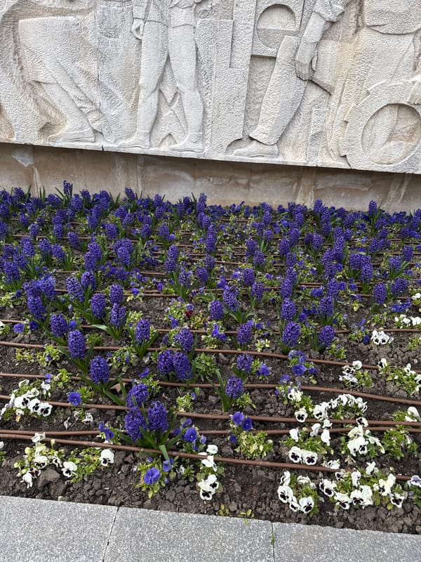 Spring flowers bloom in public garden in Pleven, Bulgaria