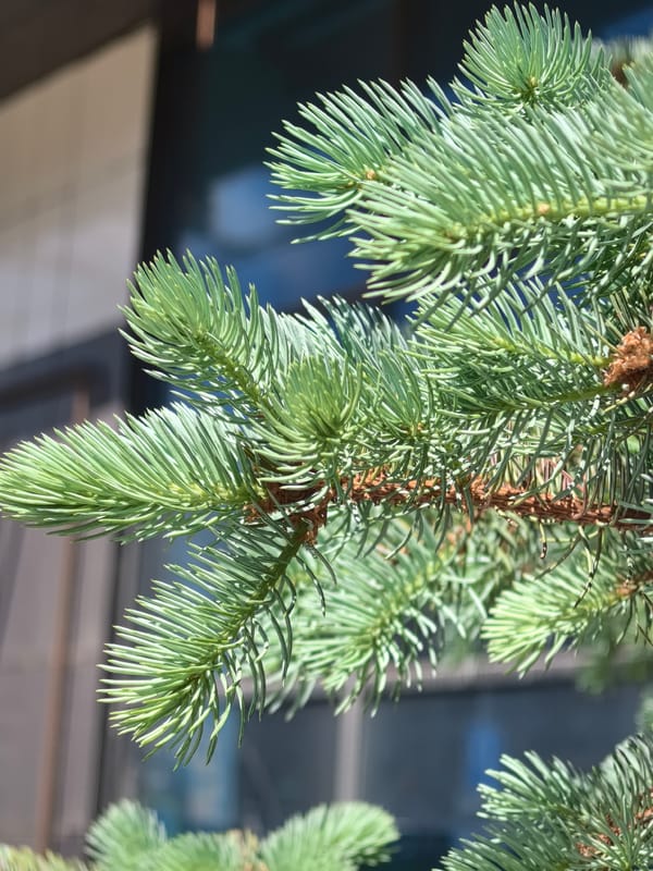 Morning walk through Perm captures urban life, historic oak