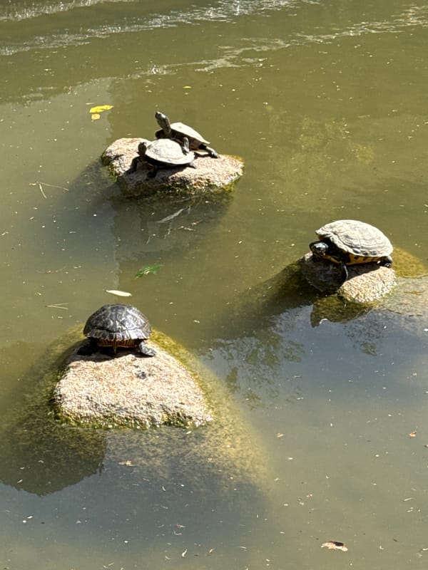 Invasive turtles spotted basking in Lisbon urban pond