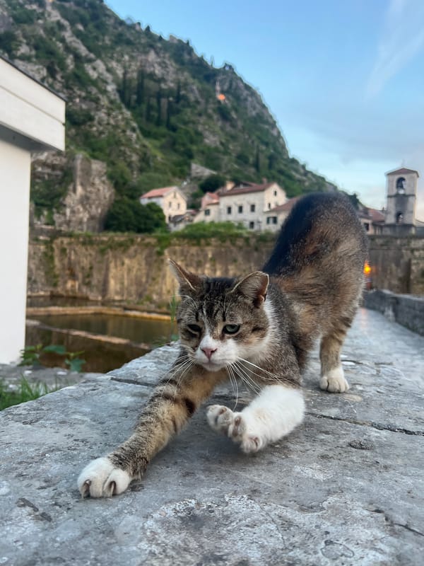 Cat spotted on stone wall in Dobrota, Montenegro