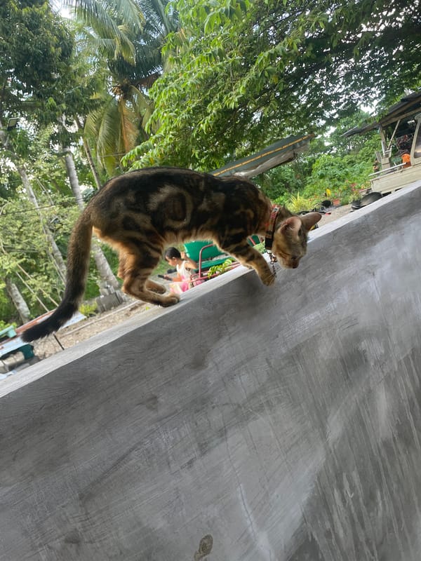 Collared tabby cat spotted roaming Hijo Philippines neighborhood