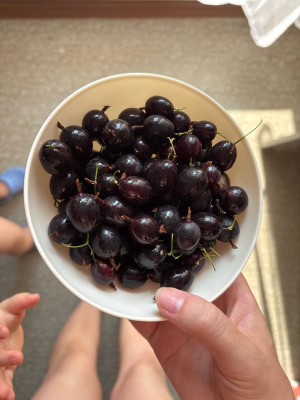Bowl of fresh dark berries, photographed up close in Russia