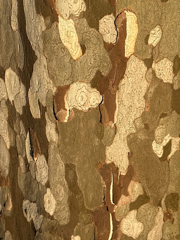 Close-up nature details from a Trieste morning walk
