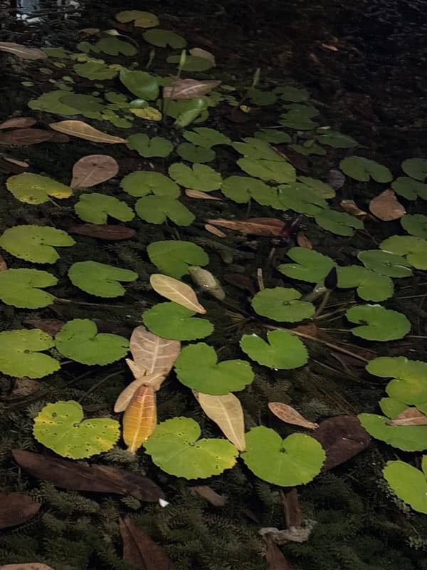 DJ set at Yasaka Club, Nha Trang, with odd nature shots mixed in