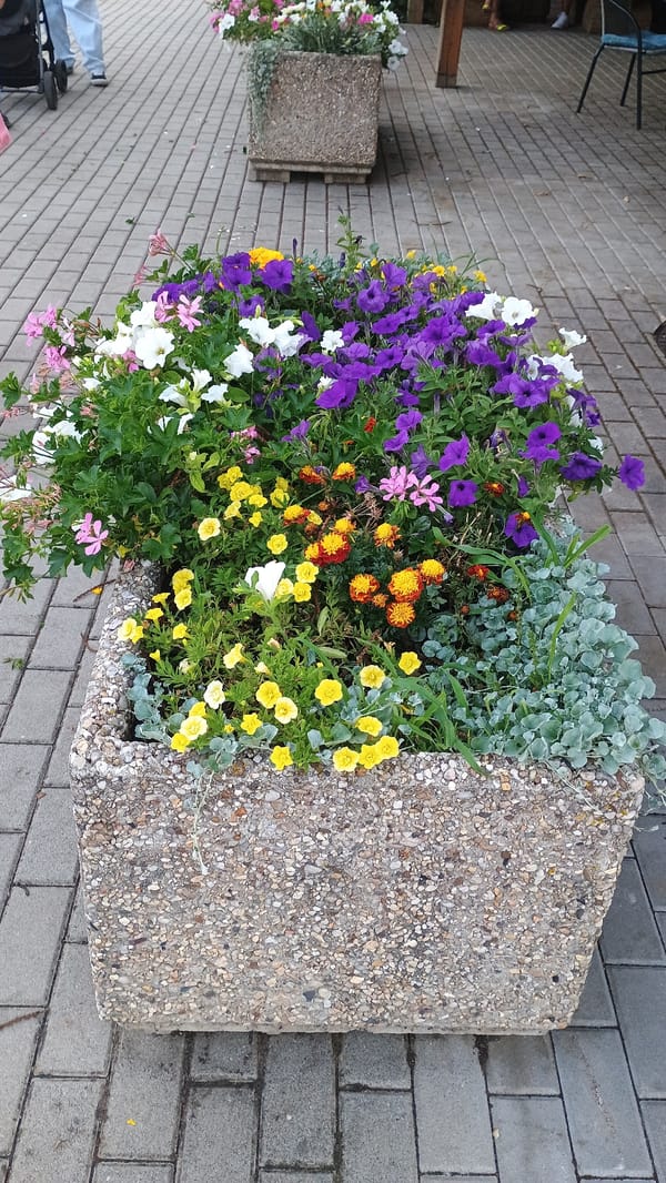Summer afternoon in Sokolov's town center, flowers and street food
