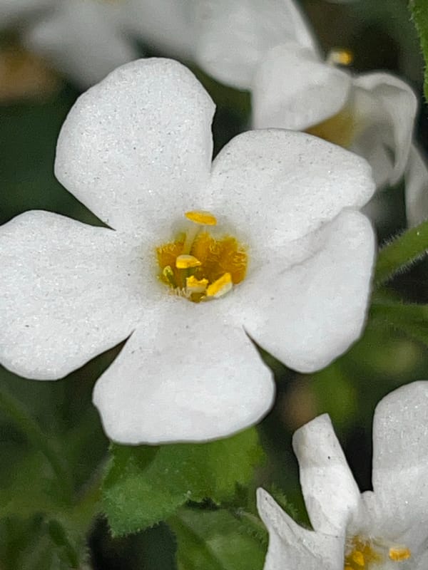 Close-up garden and flower photography in rural Ukraine