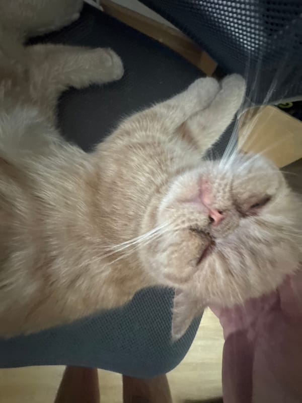 Cats, art, and lazy morning vibes from a Perm apartment
