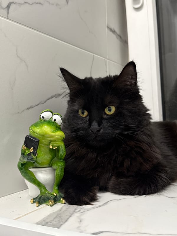 Black cat encounters decorative frog statue in Rostov-on-Don home