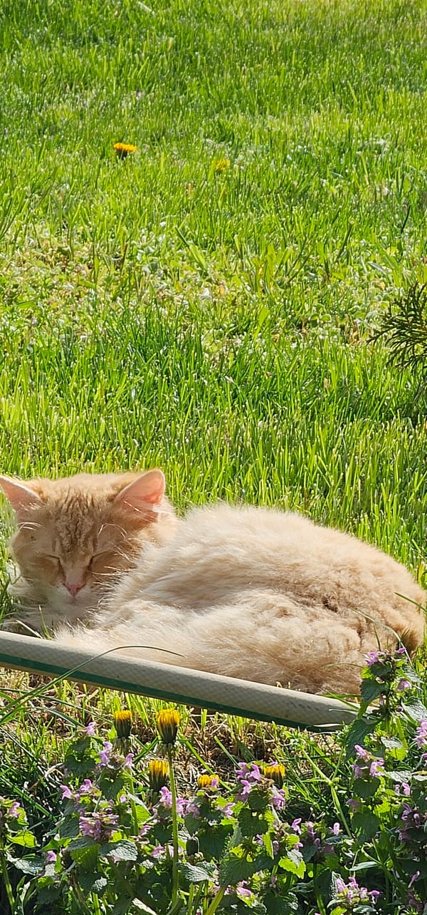 Cat rests in sunny garden amid flowers in Vratsa