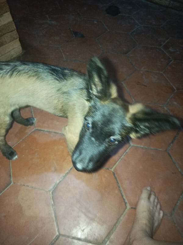 Venezuelan resident shares heartwarming moments with German Shepherd puppy Niña