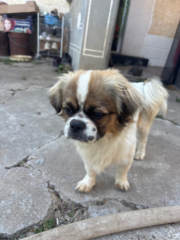 Person and dog spotted on cracked pavement in Pravda