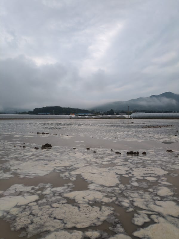Tractor partially submerged in flooded rice paddies, Pyeongsan-ri