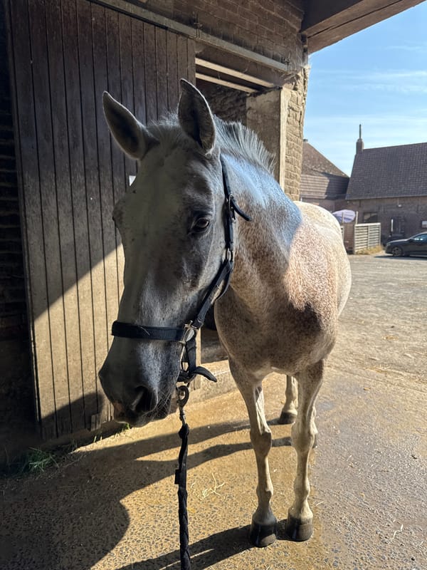 Speckled horse at a Belgian barnyard in Estaimpuis