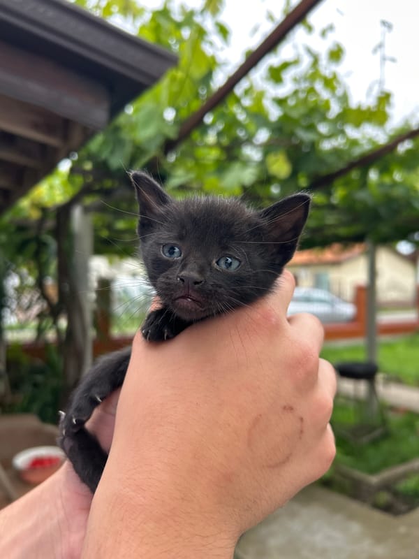Black kitten with blue eyes photographed in Koniovets, Bulgaria