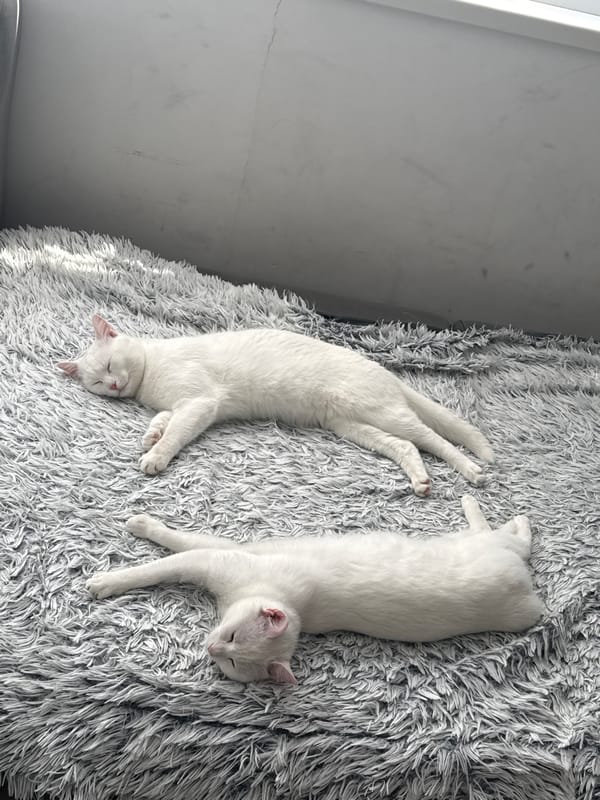 White cats sleep and play on blanket in Burgas