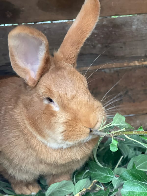 Garden morning in Sredny: rabbits, blooms, and insects up close