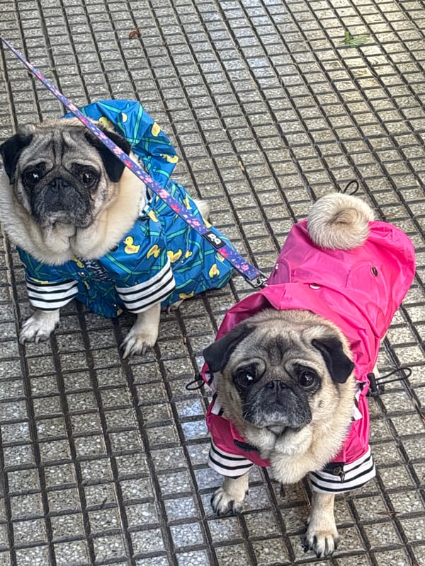 Everyday street life documented across Buenos Aires neighborhoods
