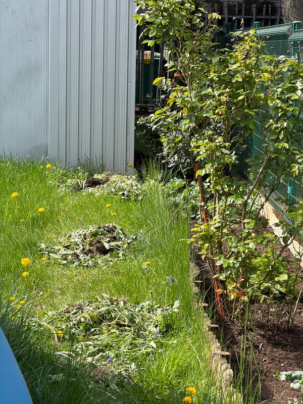 Pets spotted in quiet residential scenes in Esch-sur-Alzette