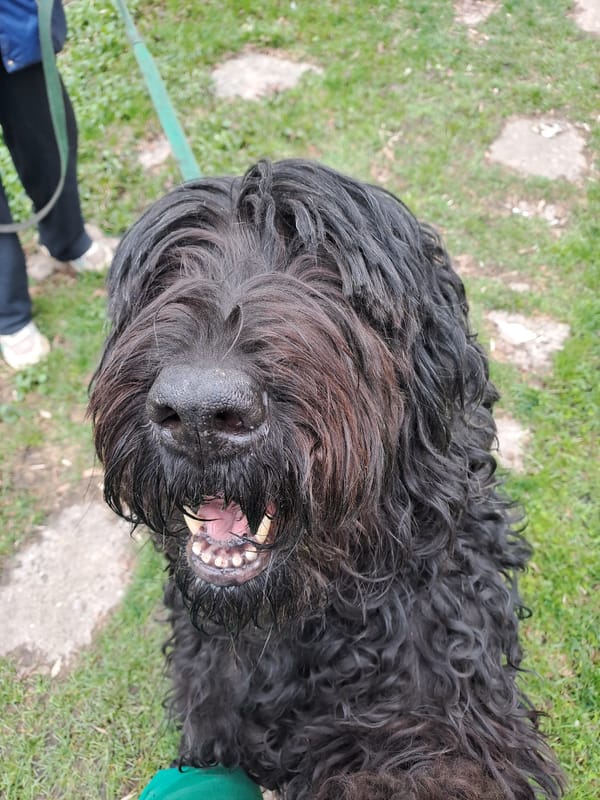 Morning moments captured in Elektrostal: dog, portraits, flowers, architecture